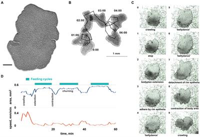 Amino acids integrate behaviors in nerveless placozoans